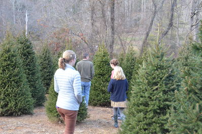 The Pharr’s hunting for their family Christmas Tree