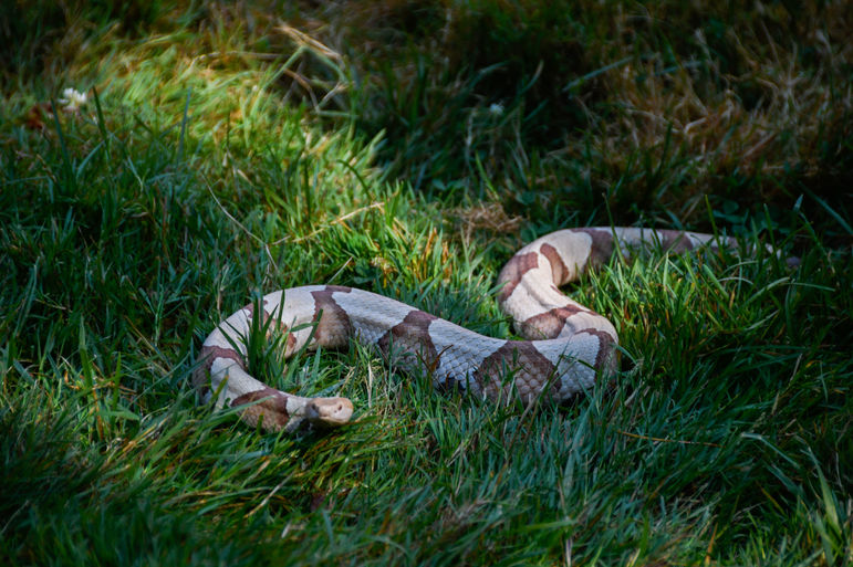 Charlie the Copperhead, under careful watch of SFL just outside the frame