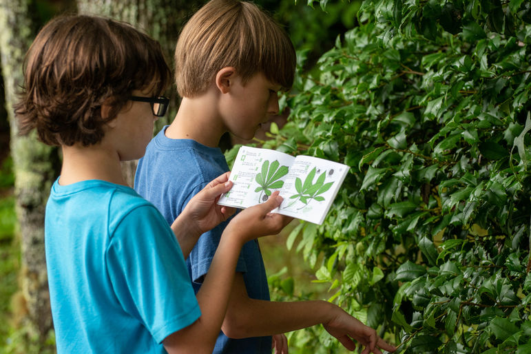 Identifying trees in Nature today