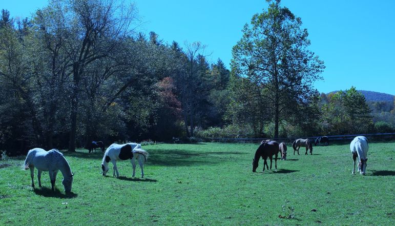 Falling Creek camp Horses in Upper Green River Pasture
