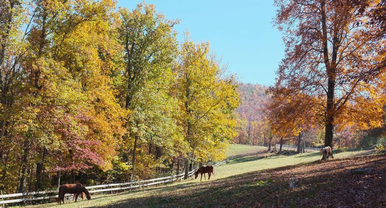 Horses in the Southern Highlands Pasture Near Iolaire at Falling Creek Camp