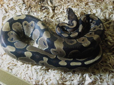 A Ball Python, perhaps the gentlest of all exotic snakes!