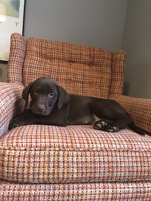 Hi, I’m the newest camp dog, Rucker!