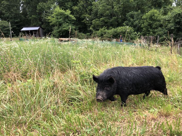 The other pig who will be living at the F.A.R.M., Marvin