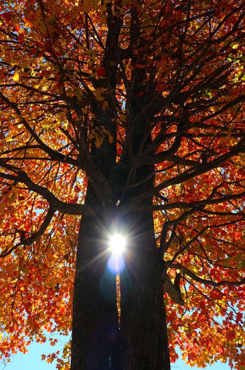 Twin Maple Trees In Tuxedo Park - The Upper Pasture